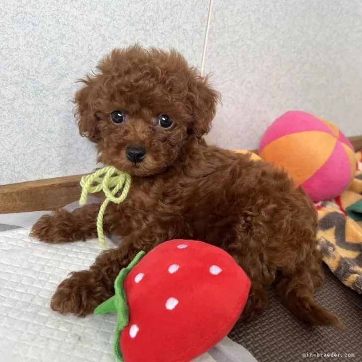 ID：2408-05276の子犬