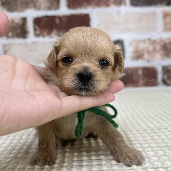 ID：2408-00534の子犬