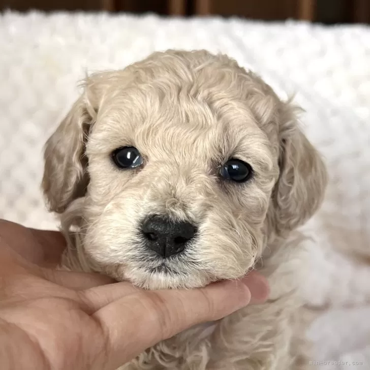 T.N 様のお迎えした子犬
