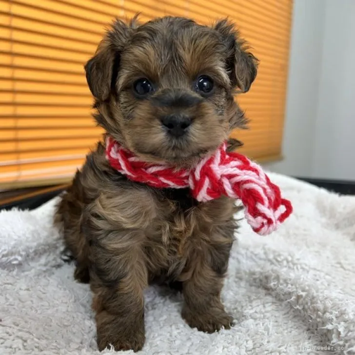 ID：2312-00010の子犬