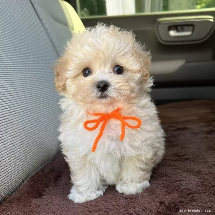 ID：2407-03437の子犬