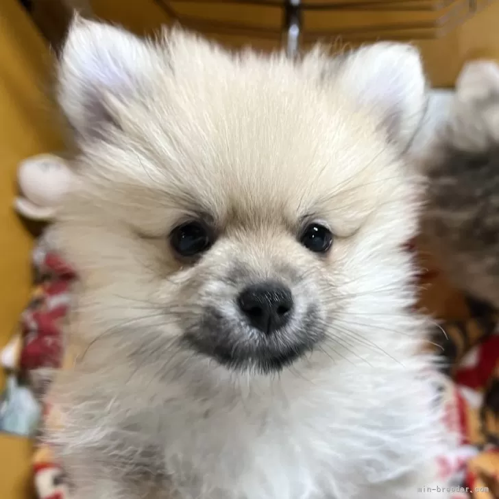 ID：2403-05753の子犬