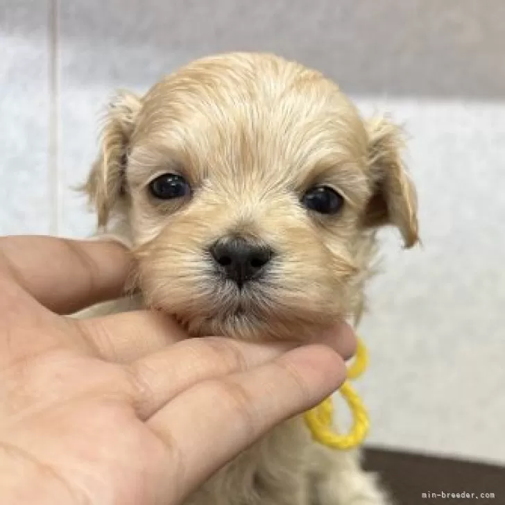 ID：2312-00072の子犬