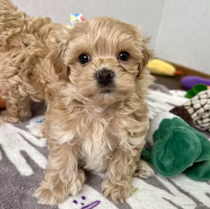 ID：2404-06868の子犬