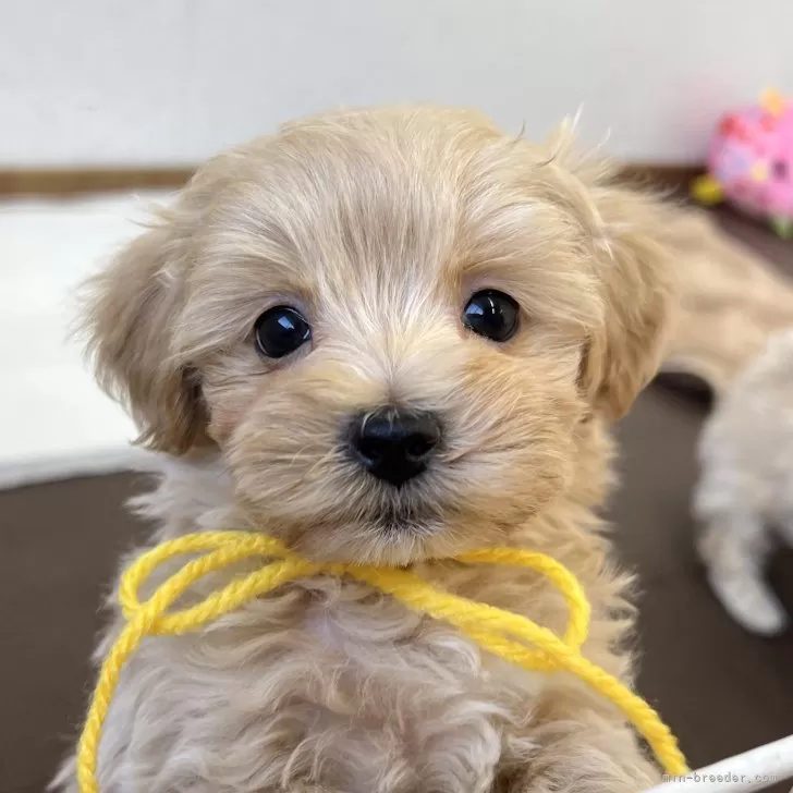 k 様のお迎えした子犬