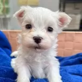 マルチーズ【大分県・男の子・2024年2月24日・ホワイト】の写真1「兄妹と比べると小さいですが、ご飯も沢山食べてくれます😋」