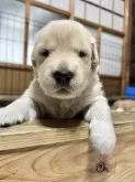 ゴールデンレトリバー【大分県・女の子・2024年6月26日・ゴールデン】の写真5