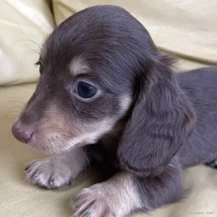 K.Y 様のお迎えした子犬