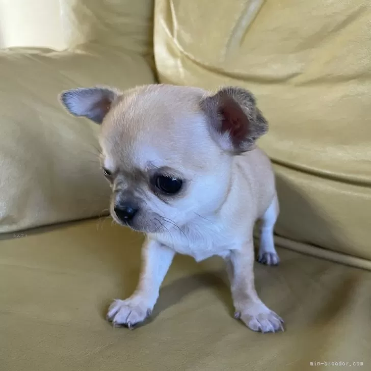 ID：2501-01934の子犬