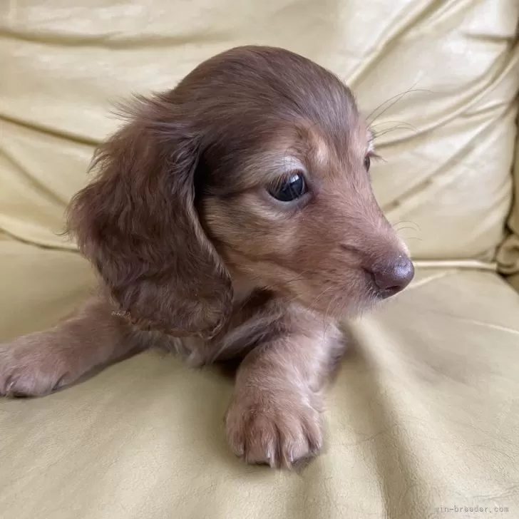 ID：2507-03512の子犬