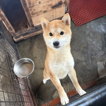 柴犬(標準サイズ)【愛知県・男の子・2024年4月5日・赤】の写真「両親豆柴認定かわいいです。
＊訳あり」