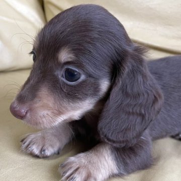 ミニチュアダックスフンド(ロング)【愛知県・男の子・2025年5月28日・チョコレート&タン】の写真「かわいい男の子」