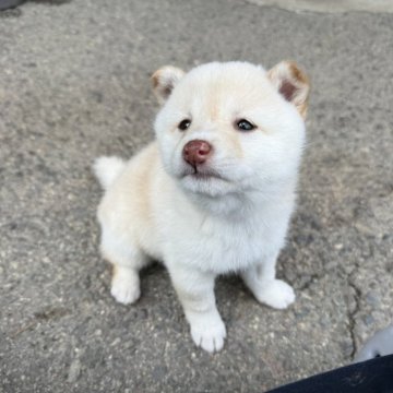 柴犬(豆柴)【愛知県・女の子・2025年4月15日・白】の写真「両親豆柴認定」