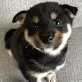 豆柴