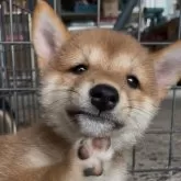 豆柴