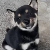 豆柴