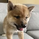 豆柴