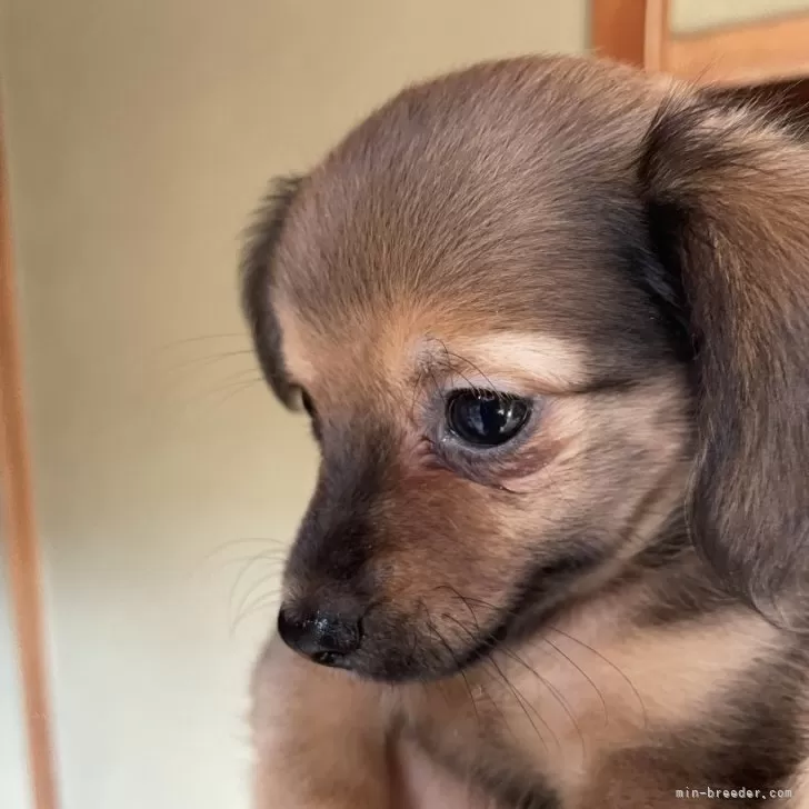 ID:2409-02798の子犬