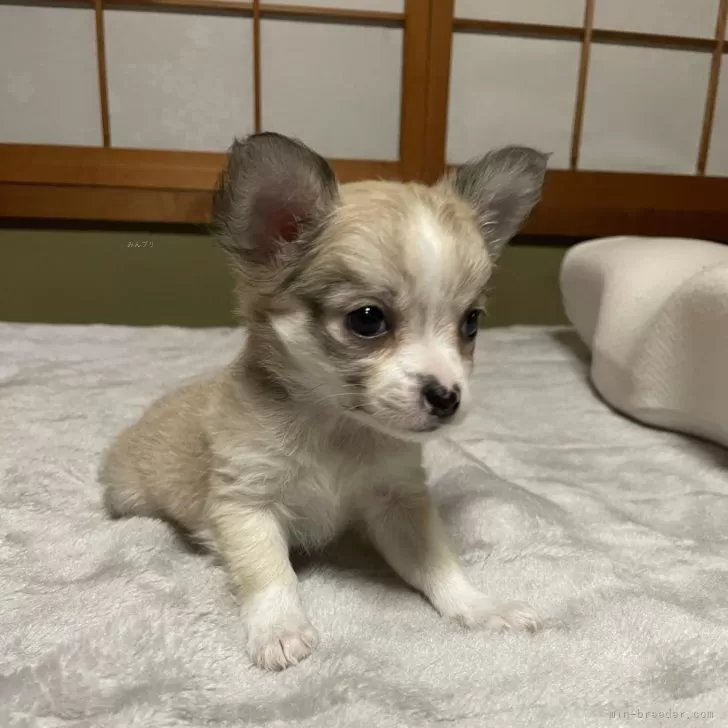 ID:2312-04616の子犬