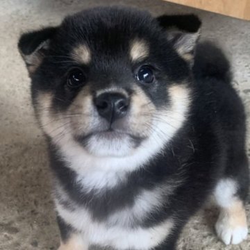 柴犬(標準サイズ)【愛知県・男の子・2023年9月13日・黒】の写真「コロコロで特に顔がかわいい男子」