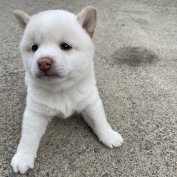 柴犬(標準サイズ)【愛知県・男の子・2024年4月10日・白】の写真「小さめ男子 父親豆柴認定」