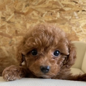 トイプードル(タイニー)【愛知県・女の子・2024年1月30日・レッド】の写真「小さめかわいい」