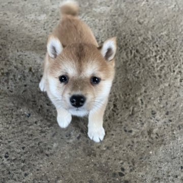 柴犬(豆柴)【愛知県・女の子・2023年11月25日・赤】の写真「両親豆柴認定」