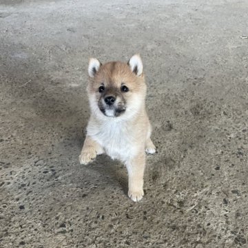 柴犬(豆柴)【愛知県・男の子・2023年11月25日・赤】の写真「両親豆柴認定」