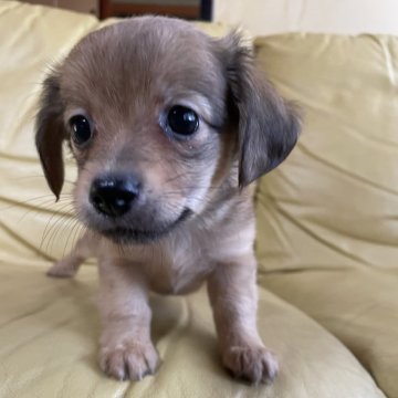 チワックス(ダックスフンド×チワワ)【愛知県・女の子・2024年7月27日・フォーンホワイト】の写真「顔がかわいい女の子」