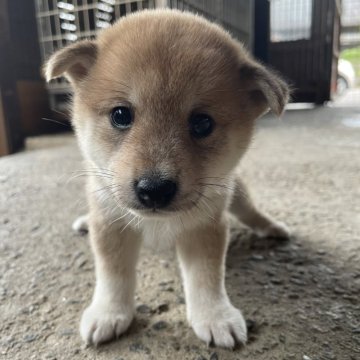 柴犬(標準サイズ)【愛知県・女の子・2024年4月10日・赤】の写真「とてもかわいい女の子小さめ 父親豆柴認定」