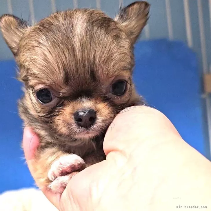 ヒキチ 様のお迎えした子犬