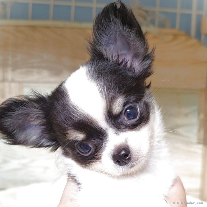 チワワ爆弾様ご確認ページ チワワ(ロング)【茨城県・男の子・2025年10月25日・ホワイト&ブラック