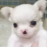 チワワ(ロング)