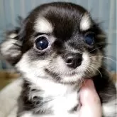 チワワ(ロング)