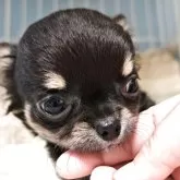 チワワ(ロング)