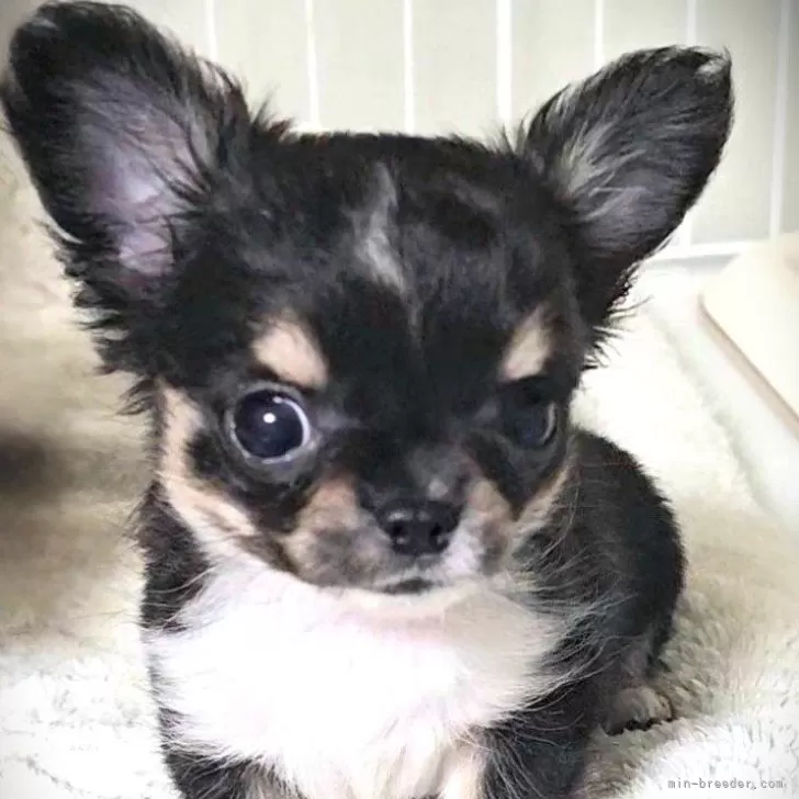 ID：2410-02521の子犬