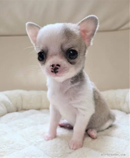 a 様のお迎えした子犬