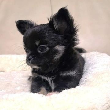 チワワ(ロング)【埼玉県・女の子・2022年9月24日・ブラック アンド タンホワイト】の写真「可愛いです！お鼻の短い美人さん💖」