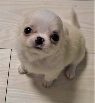 チワワ(ロング)【埼玉県・女の子・2021年9月5日・クリーム アンド ホワイト】の写真「小ぶり💛お鼻の短い超美人さん！！」