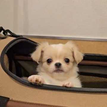 （専用）チワペキのワイヤーアート　ミックス犬　チワワとペキニーズ ✎. 新種のポケモン🐶🧀🌱 #頭にチーズ乗せポケモン #飼い主に