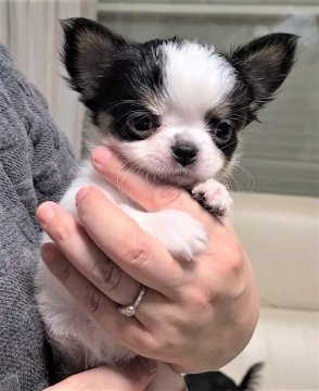 チワワ(ロング)【埼玉県・男の子・2022年2月26日・ホワイト&タンブラック】の写真「お鼻の短いイケメン王子💛」