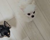 チワワ(ロング)【・男の子・2022年7月28日・ホワイトクリーム】