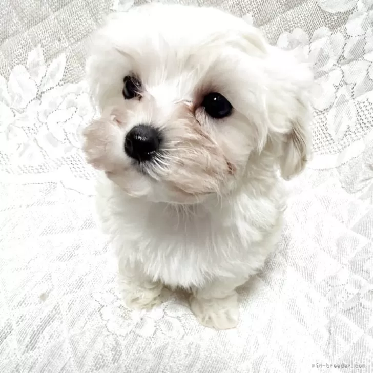 マルプー(マルチーズ×トイプードル)【茨城県・女の子・2025年9月24日・クリーム】の写真1