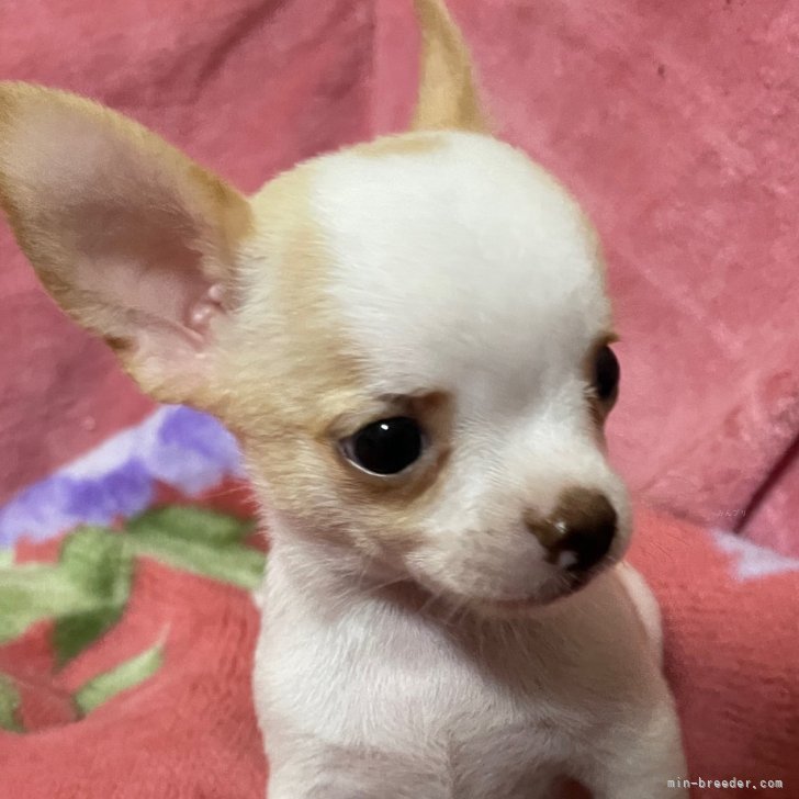 ブリーダー画像