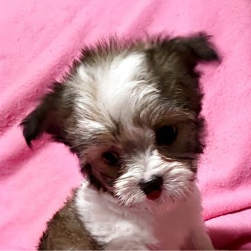 チワマル(マルチーズ×チワワ)【茨城県・男の子・2025年9月19日・フォーンホワイト】の写真「元気で活発な男の子です」