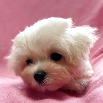 マルプー(マルチーズ×トイプードル)【茨城県・女の子・2025年3月30日・クリーム】の写真「元気で活発な女の子です💕」