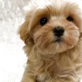 マルプー(マルチーズ×トイプードル)【茨城県・女の子・2025年9月24日・クリーム】の写真1