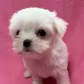 チワマル(マルチーズ×チワワ)【茨城県・女の子・2025年9月19日・ホワイト】の写真1