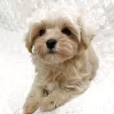 マルプー(マルチーズ×トイプードル)【茨城県・女の子・2025年9月24日・クリーム】の写真2
