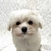 マルプー(マルチーズ×トイプードル)【茨城県・女の子・2025年9月24日・クリーム】の写真3